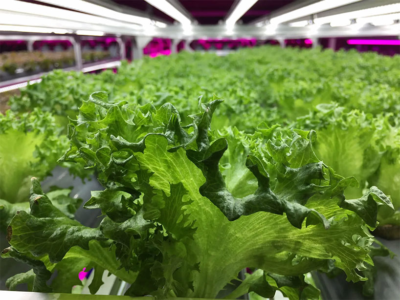 野菜工場風景